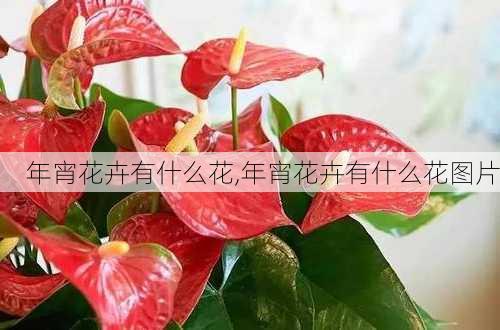 年宵花卉有什么花,年宵花卉有什么花图片-第3张图片-花卉百科