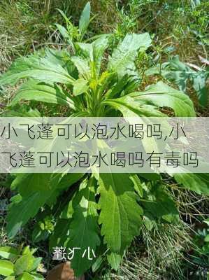 小飞蓬可以泡水喝吗,小飞蓬可以泡水喝吗有毒吗