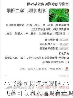 小飞蓬可以泡水喝吗,小飞蓬可以泡水喝吗有毒吗-第2张图片-花卉百科