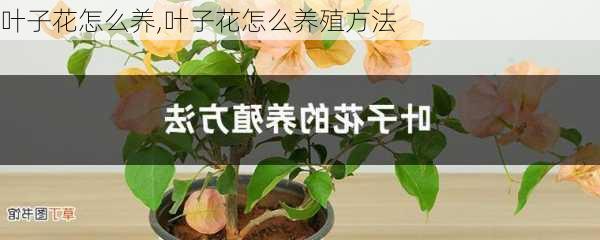 叶子花怎么养,叶子花怎么养殖方法