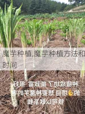 魔芋种植,魔芋种植方法和时间