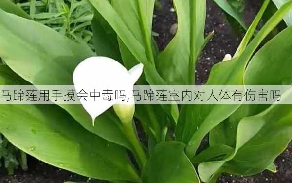 马蹄莲用手摸会中毒吗,马蹄莲室内对人体有伤害吗-第3张图片-花卉百科