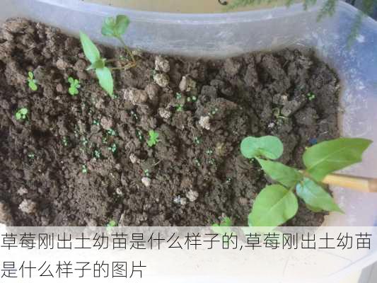 草莓刚出土幼苗是什么样子的,草莓刚出土幼苗是什么样子的图片