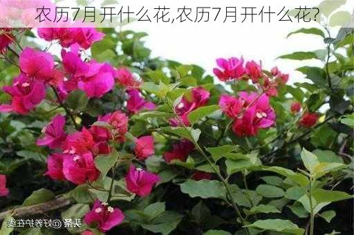 农历7月开什么花,农历7月开什么花?-第3张图片-花卉百科