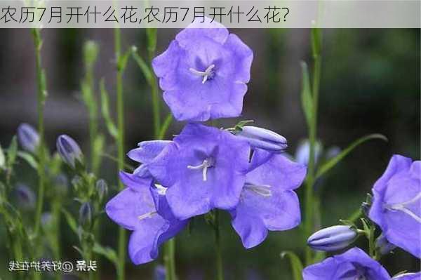 农历7月开什么花,农历7月开什么花?-第2张图片-花卉百科