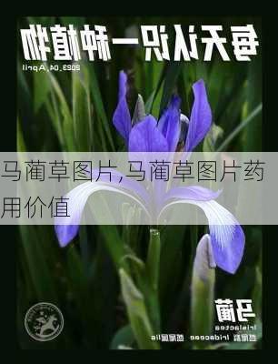 马蔺草图片,马蔺草图片药用价值