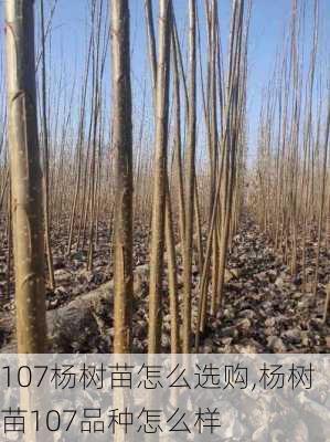 107杨树苗怎么选购,杨树苗107品种怎么样