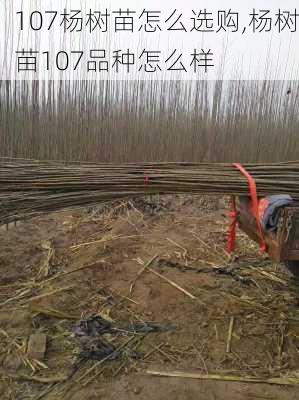 107杨树苗怎么选购,杨树苗107品种怎么样-第2张图片-花卉百科