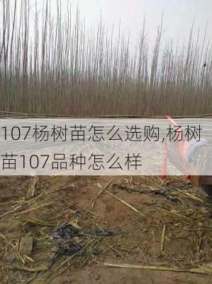 107杨树苗怎么选购,杨树苗107品种怎么样-第3张图片-花卉百科