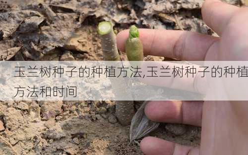 玉兰树种子的种植方法,玉兰树种子的种植方法和时间