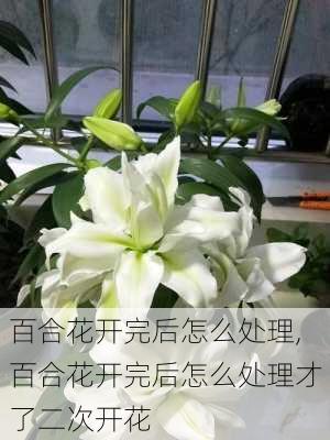 百合花开完后怎么处理,百合花开完后怎么处理才了二次开花