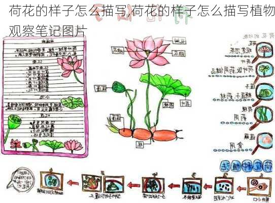 荷花的样子怎么描写,荷花的样子怎么描写植物观察笔记图片-第1张图片-花卉百科