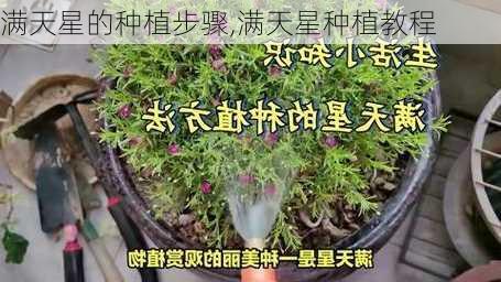 满天星的种植步骤,满天星种植教程-第1张图片-花卉百科