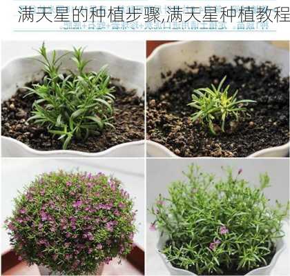 满天星的种植步骤,满天星种植教程-第2张图片-花卉百科