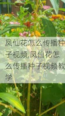 凤仙花怎么传播种子视频,凤仙花怎么传播种子视频教学