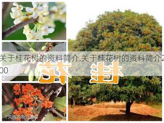 关于桂花树的资料简介,关于桂花树的资料简介200-第2张图片-花卉百科