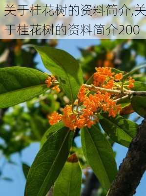 关于桂花树的资料简介,关于桂花树的资料简介200-第1张图片-花卉百科