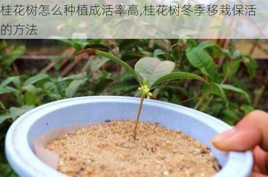 桂花树怎么种植成活率高,桂花树冬季移栽保活的方法