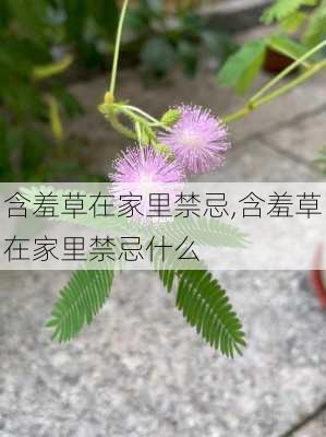 含羞草在家里禁忌,含羞草在家里禁忌什么-第3张图片-花卉百科