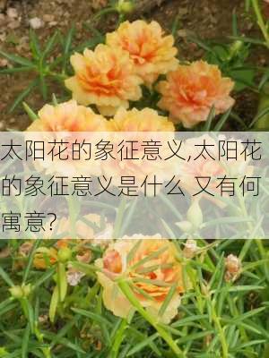 太阳花的象征意义,太阳花的象征意义是什么 又有何寓意?