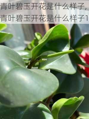 青叶碧玉开花是什么样子,青叶碧玉开花是什么样子1