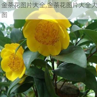 金茶花图片大全,金茶花图片大全大图-第3张图片-花卉百科