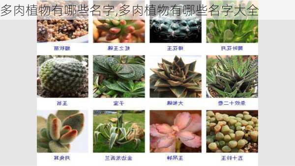 多肉植物有哪些名字,多肉植物有哪些名字大全