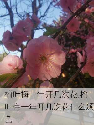 榆叶梅一年开几次花,榆叶梅一年开几次花什么颜色