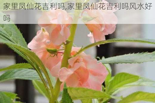 家里凤仙花吉利吗,家里凤仙花吉利吗风水好吗-第2张图片-花卉百科