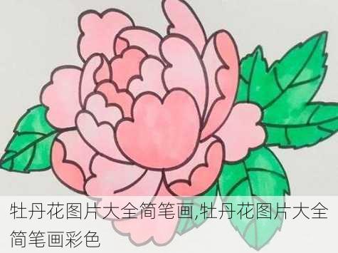 牡丹花图片大全简笔画,牡丹花图片大全简笔画彩色-第1张图片-花卉百科