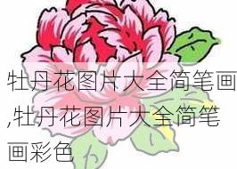 牡丹花图片大全简笔画,牡丹花图片大全简笔画彩色-第3张图片-花卉百科