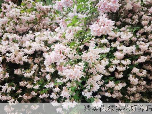 猥实花,猥实花好养吗-第1张图片-花卉百科