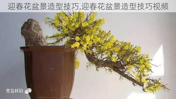 迎春花盆景造型技巧,迎春花盆景造型技巧视频-第2张图片-花卉百科