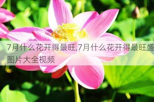 7月什么花开得最旺,7月什么花开得最旺盛图片大全视频