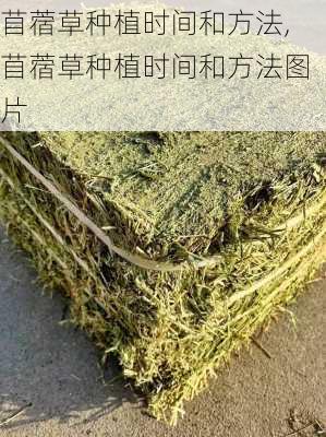 苜蓿草种植时间和方法,苜蓿草种植时间和方法图片