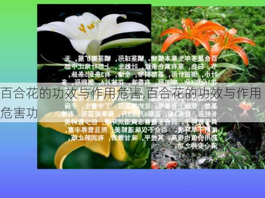 百合花的功效与作用危害,百合花的功效与作用危害功-第2张图片-花卉百科