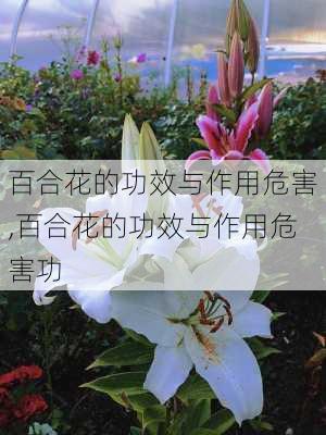 百合花的功效与作用危害,百合花的功效与作用危害功-第1张图片-花卉百科