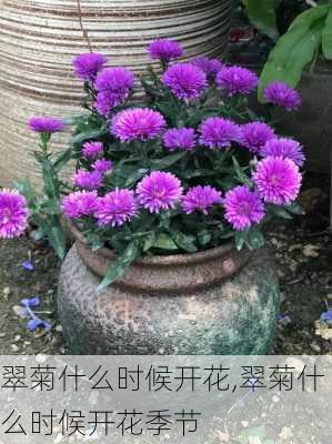 翠菊什么时候开花,翠菊什么时候开花季节-第1张图片-花卉百科