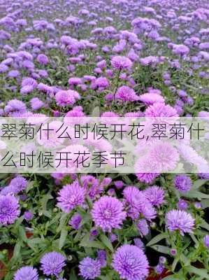 翠菊什么时候开花,翠菊什么时候开花季节-第3张图片-花卉百科