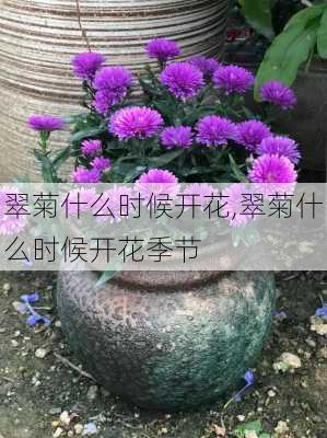 翠菊什么时候开花,翠菊什么时候开花季节-第2张图片-花卉百科