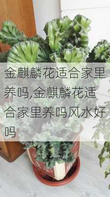 金麒麟花适合家里养吗,金麒麟花适合家里养吗风水好吗