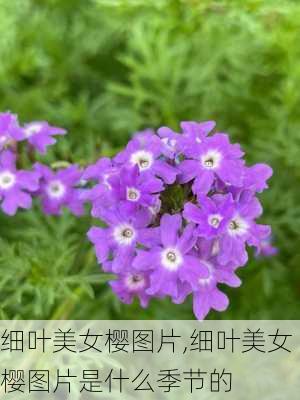 细叶美女樱图片,细叶美女樱图片是什么季节的-第1张图片-花卉百科