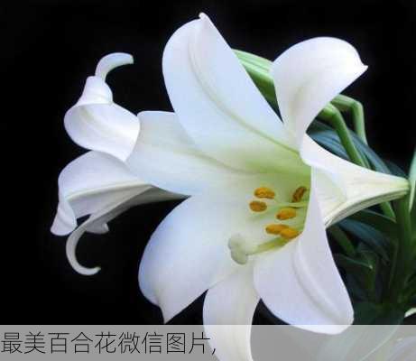 最美百合花微信图片,-第3张图片-花卉百科