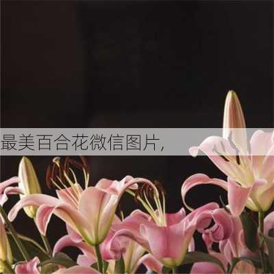 最美百合花微信图片,-第2张图片-花卉百科