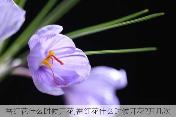 番红花什么时候开花,番红花什么时候开花?开几次