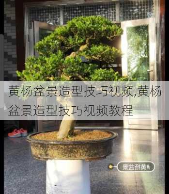 黄杨盆景造型技巧视频,黄杨盆景造型技巧视频教程-第3张图片-花卉百科