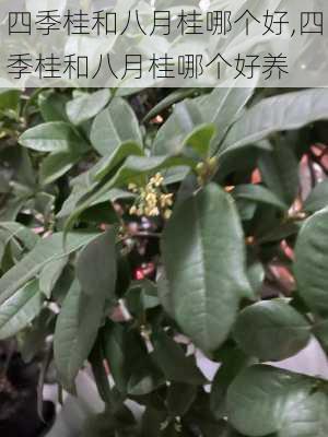 四季桂和八月桂哪个好,四季桂和八月桂哪个好养