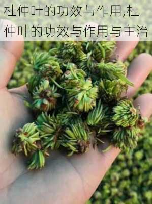 杜仲叶的功效与作用,杜仲叶的功效与作用与主治