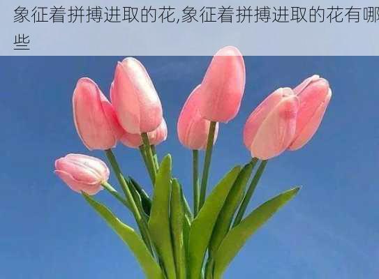 象征着拼搏进取的花,象征着拼搏进取的花有哪些