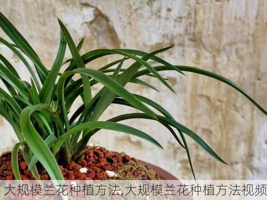 大规模兰花种植方法,大规模兰花种植方法视频